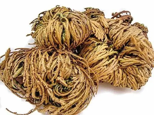 Hierbas Del Oasis KG DORADILLA 1 kg