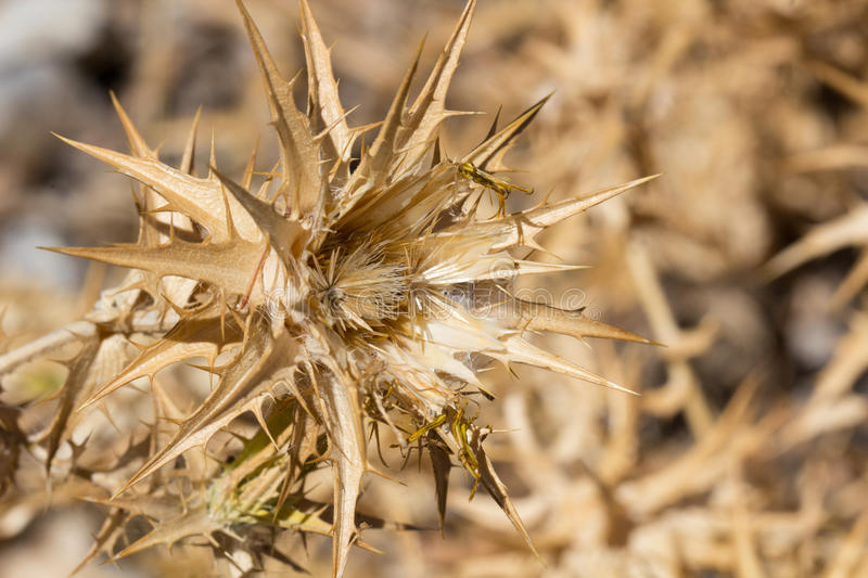 Hierbas Del Oasis KG ESPINA COLORADA 1 Kg