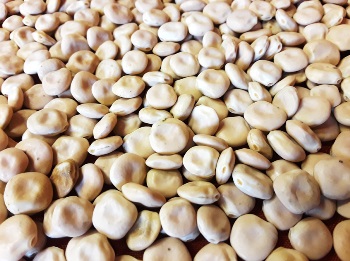 Yin Yang LUPINES 5 kg