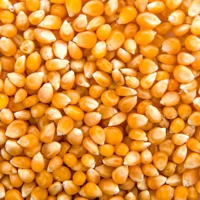 DICOMERE MAIZ PISINGALLO 5 KG